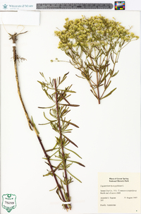 Eupatorium hyssopifolium image