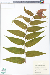 Ailanthus altissima image