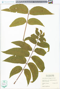 Carya illinoinensis image