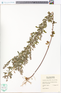 Lespedeza cuneata image