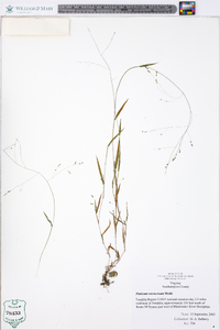 Kellochloa verrucosa image