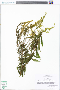 Solidago canadensis var. scabra image