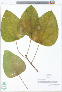 Populus heterophylla image