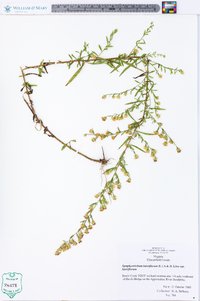 Symphyotrichum lateriflorum var. lateriflorum image