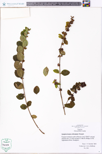 Symphoricarpos orbiculatus image