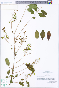 Ligustrum sinense image