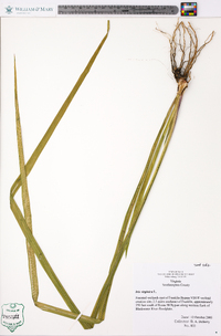 Iris virginica image