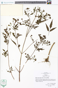 Bidens discoidea image