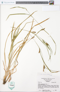 Carex flaccosperma image