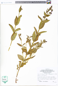 Rhexia virginica image