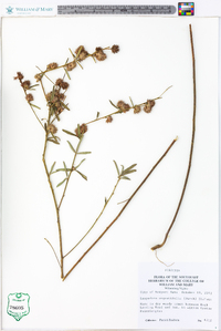 Lespedeza angustifolia image