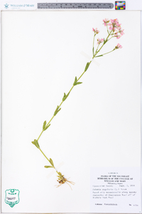 Sabatia angularis image