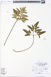 Sceptridium biternatum image