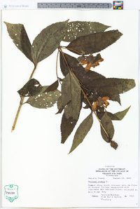 Image Associated With the Occurence