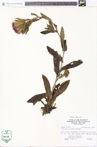 Cirsium repandum image