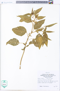 Physalis longifolia image