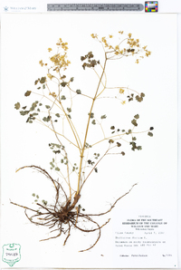 Thalictrum dioicum image