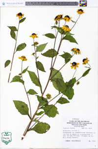 Rudbeckia triloba image