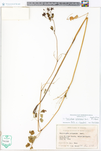 Thalictrum pubescens image