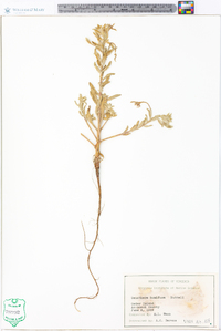 Oenothera humifusa image