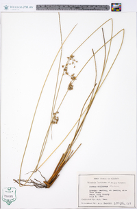 Juncus coriaceus image