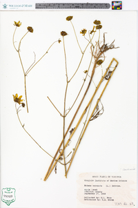 Bidens trichosperma image