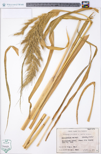 Echinochloa walteri image