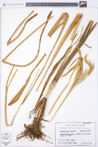 Echinochloa walteri image