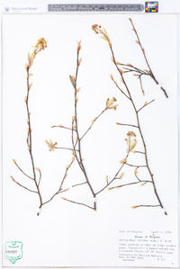 Amelanchier spicata image