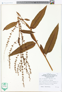 Rumex conglomeratus image