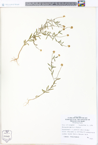 Polygala mariana image