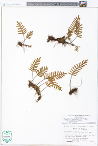 Pleopeltis polypodioides image