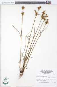 Juncus scirpoides image