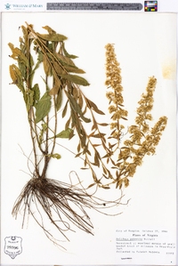 Solidago puberula image