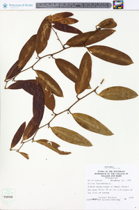 Smilax laurifolia image