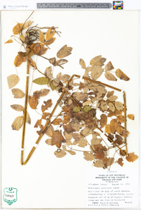 Thalictrum pubescens image