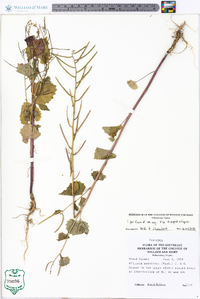 Alliaria petiolata image