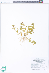 Lysimachia arvensis image