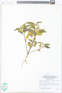 Solanum ptychanthum image