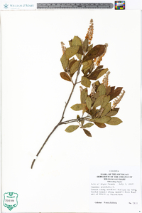 Clethra alnifolia image