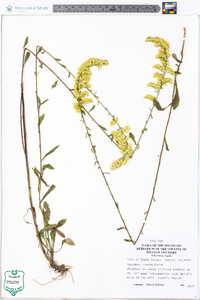 Solidago erecta image