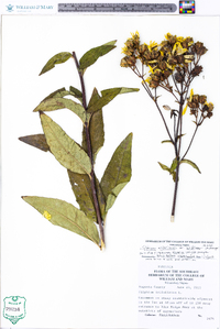 Silphium asteriscus var. latifolium image