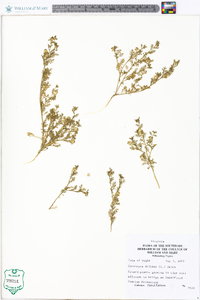 Lepidium didymum image