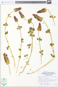 Trifolium incarnatum image