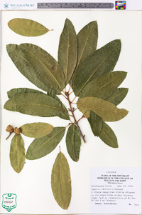 Quercus imbricaria image