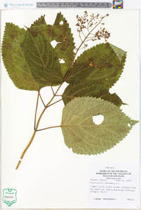 Collinsonia canadensis image