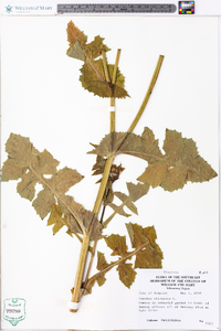 Sonchus oleraceus image