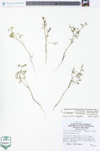 Cyclospermum leptophyllum image