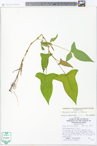 Persicaria arifolia image