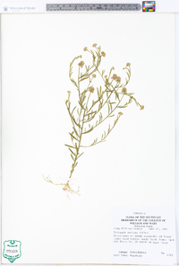 Polygala mariana image